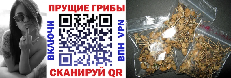 Галлюциногенные грибы Cubensis  купить наркотики сайты  Сольвычегодск 